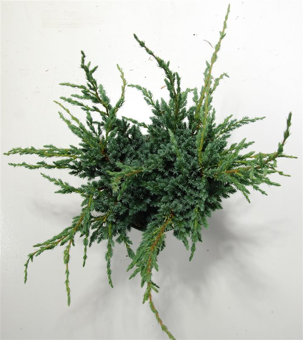 Juniperus squamata 'Meyeri' - C5 40-50 CM